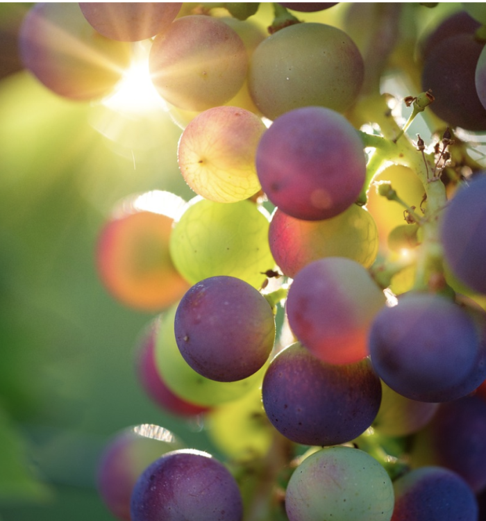 Goodness Grapes